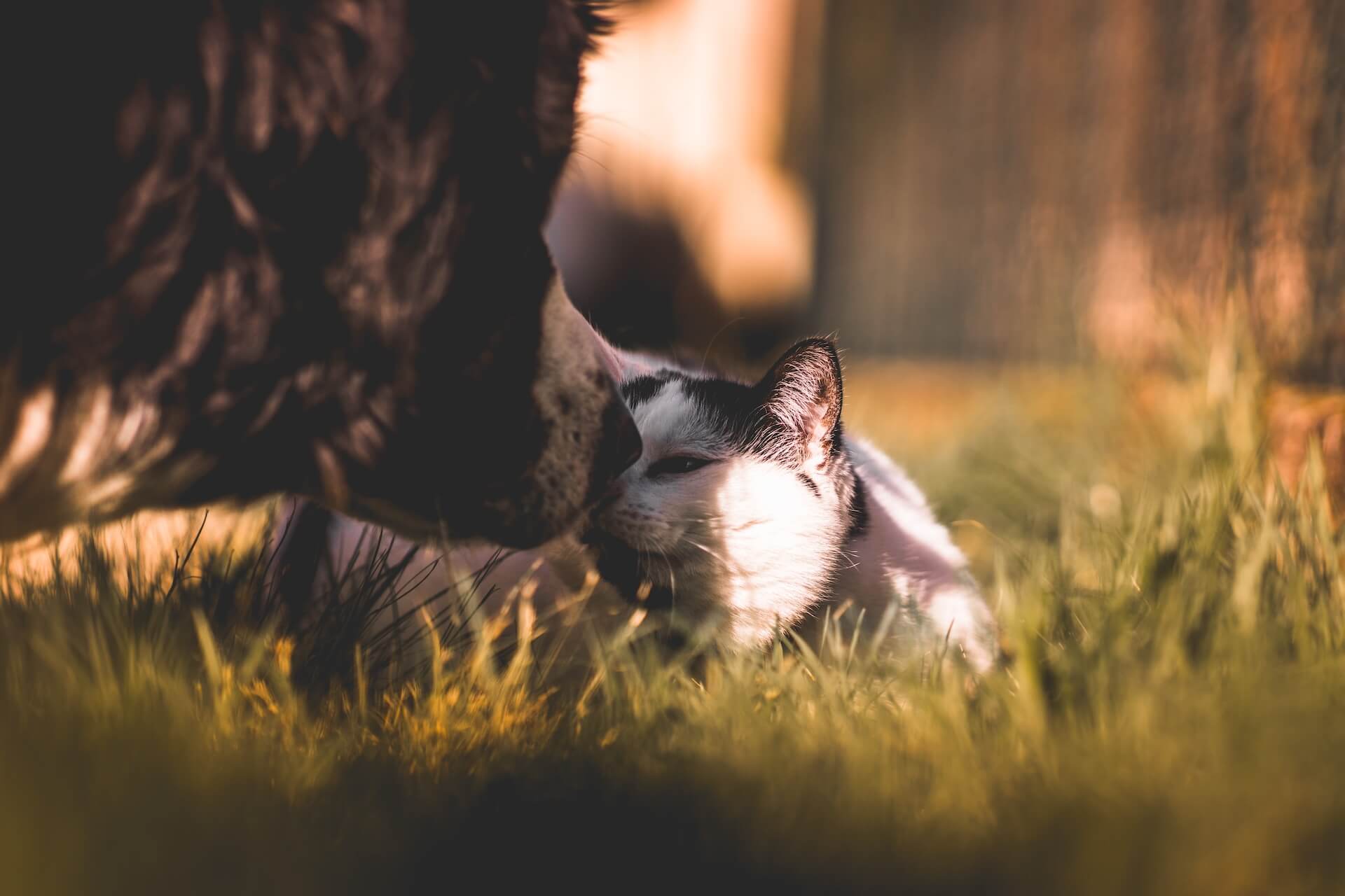 Emergency vet in Pueblo