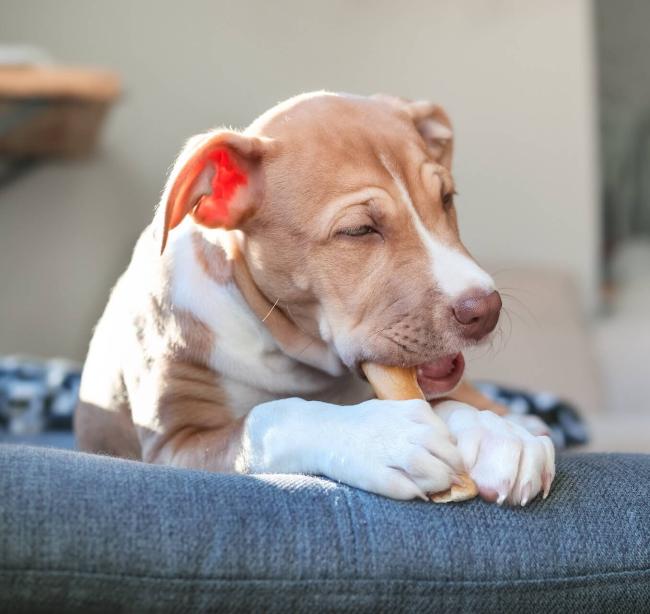 Pet Dental Care in Pueblo
