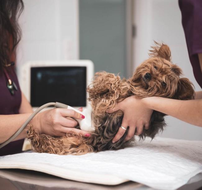 Pet Diagnostics in Pueblo