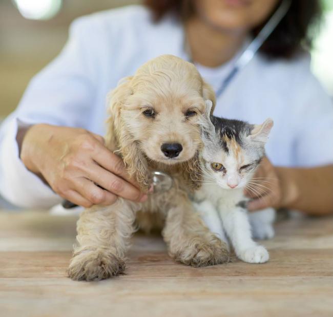 Pet Preventative Care in Pueblo
